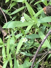 Moehringia