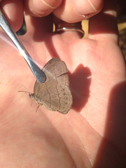 Nhambikuara cerradensis