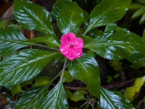 Impatiens walleriana observed 2026-05-28
