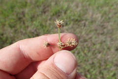 Fimbristylis puberula