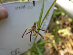 Fritillaria atropurpurea