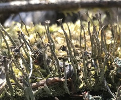 Cladonia rei