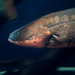 Electric Eels - Photo (c) istolethetv, some rights reserved (CC BY)