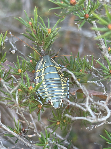 Mitchell's Diurnal Cockroach