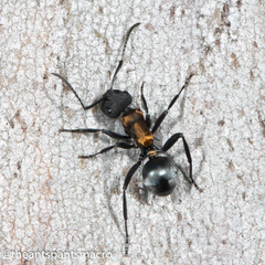 Polyrhachis ornata