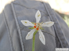 Blumenbachia insignis