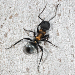 Polyrhachis ornata