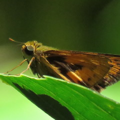 Hesperiidae