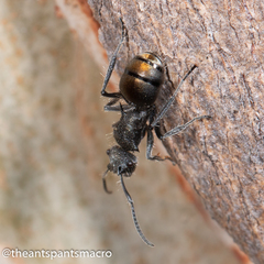 Polyrhachis vermiculosa