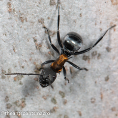 Polyrhachis ornata