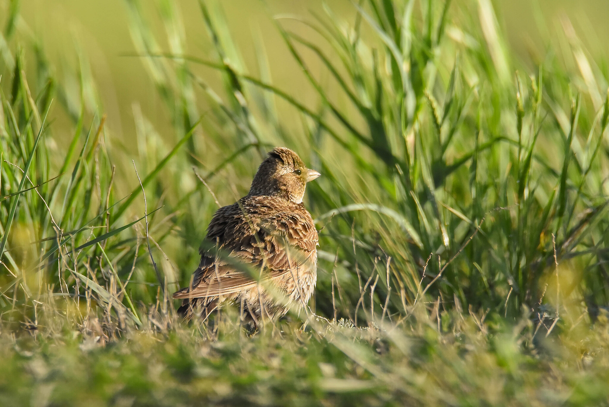 Black Lark (Melanocorypha yeltoniensis), photo 7