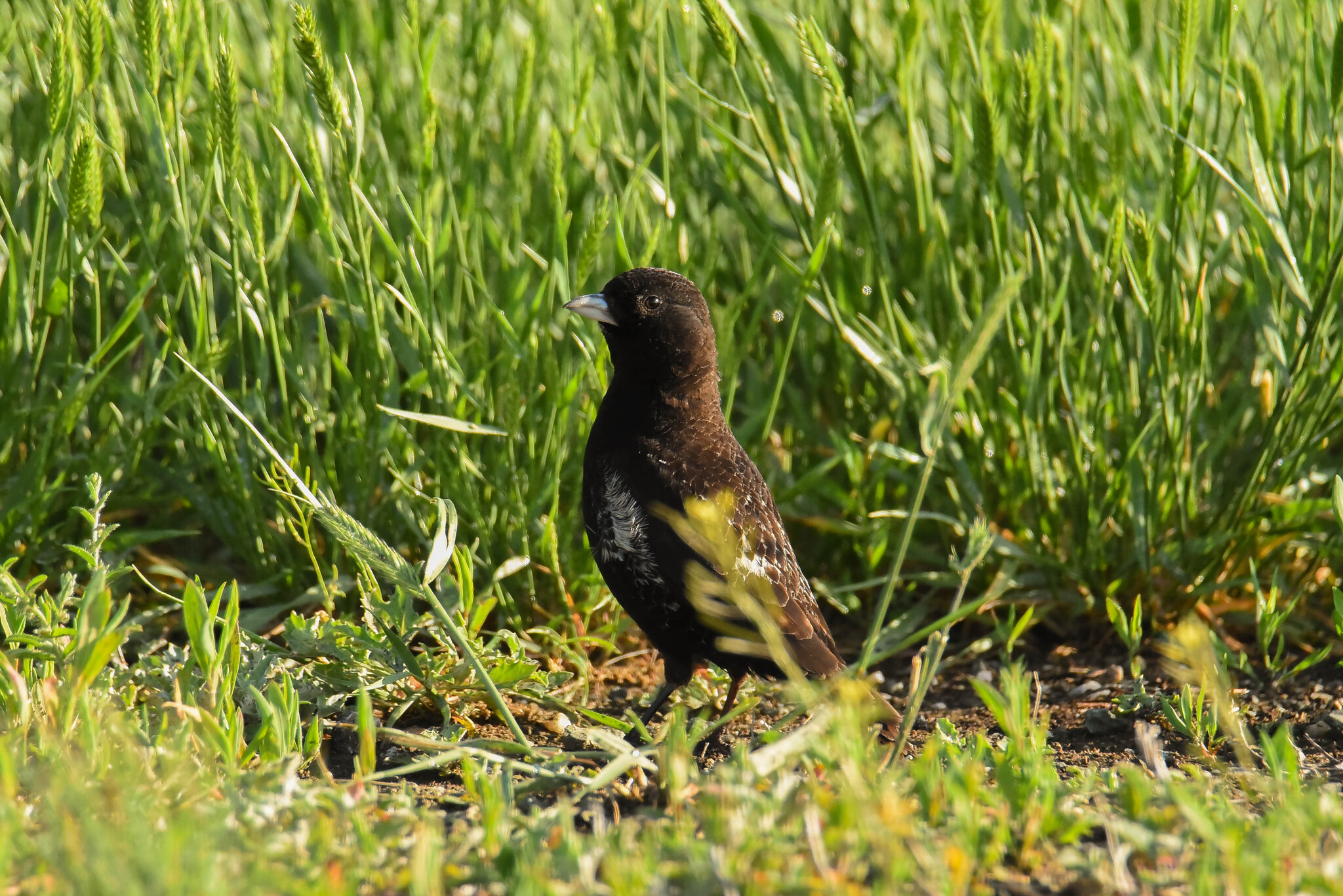 Black Lark (Melanocorypha yeltoniensis), photo 5
