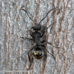 Polyrhachis vermiculosa