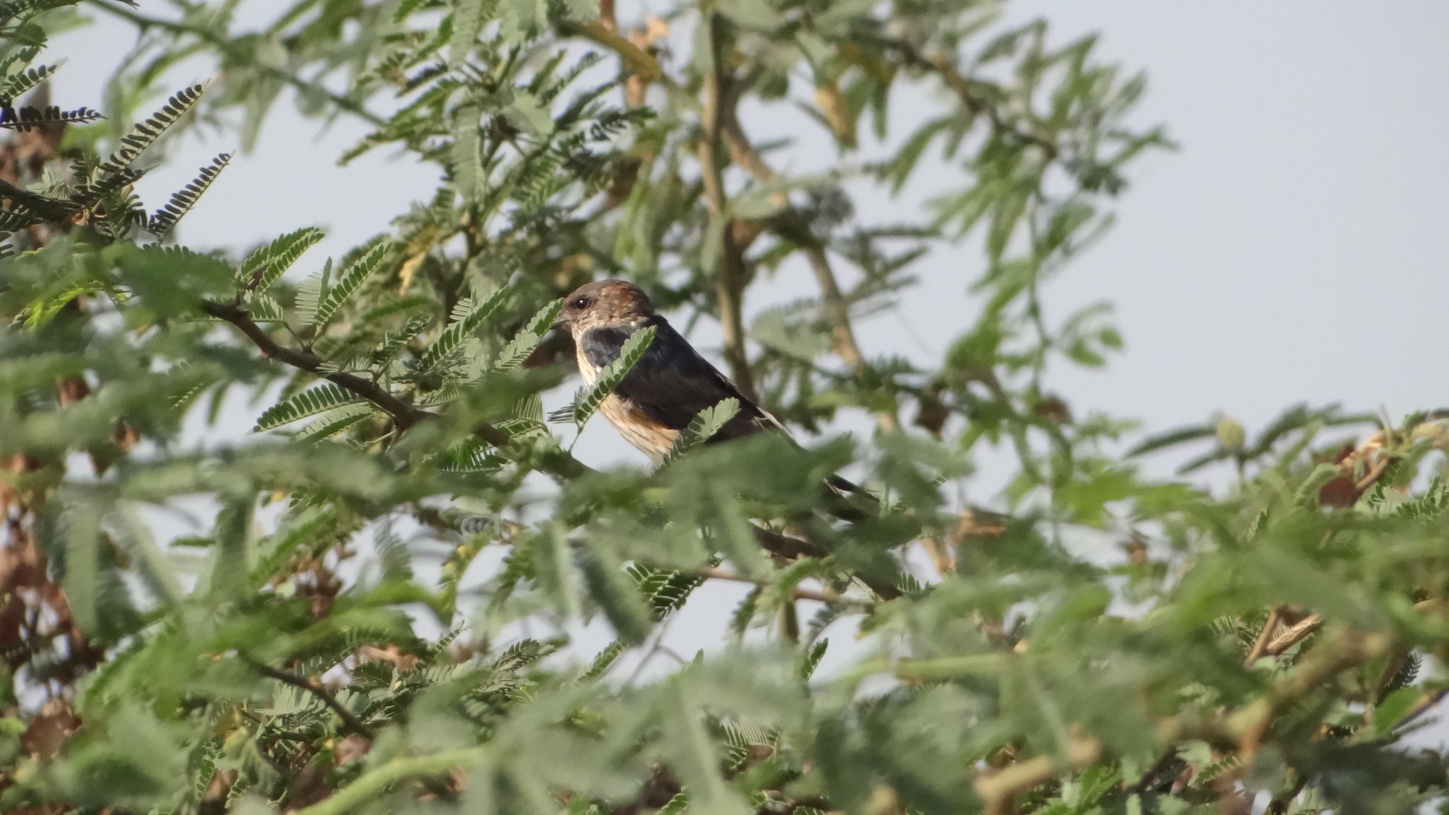 Streak-throated Swallow (Petrochelidon fluvicola), photo 4