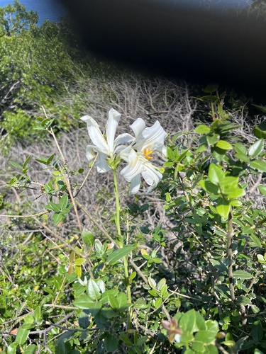 Madonna lily