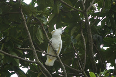 Cacatua alba