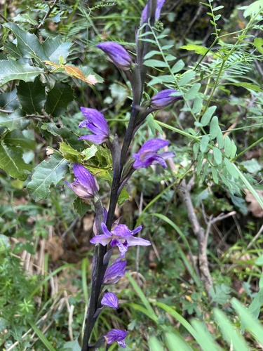 Violet Bird's-nest