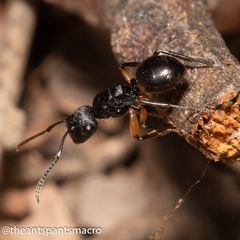Polyrhachis maculata