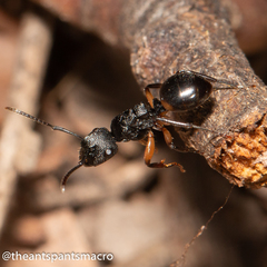 Polyrhachis maculata