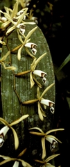 Coelogyne pulverula