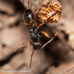 Polyrhachis maculata