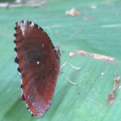 Elymnias hypermnestra