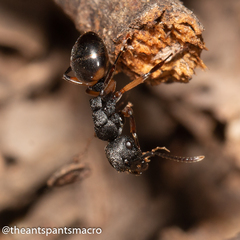 Polyrhachis maculata