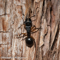 Polyrhachis maculata