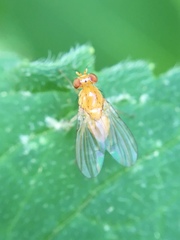 Neogriphoneura