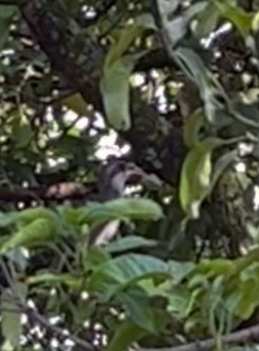 Sri Lanka Grey Hornbill