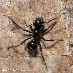 Polyrhachis pilosa
