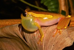 Dendropsophus bifurcus