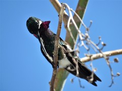 Heliomaster squamosus