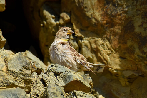 Gorrión chillón (Petronia petronia)