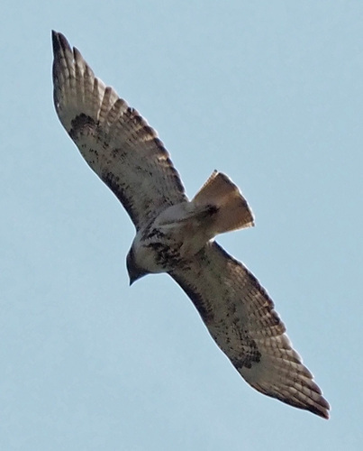 Red-tailed Hawk