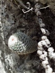 Mammillaria chionocephala