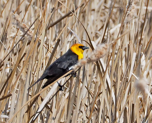 Yellow-headed Blackbird
