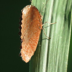 Elymnias hypermnestra