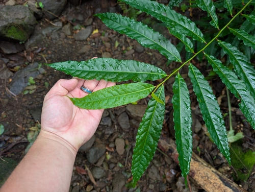 Elaeocarpus angustifolius (Elaeocarpus angustifolius)