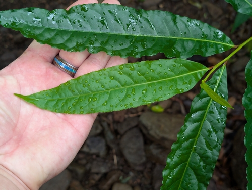 Elaeocarpus angustifolius, photograph 4