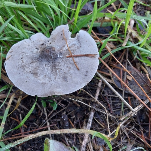 Tricholoma terreum — (c) kiwialli, some rights reserved (CC BY)