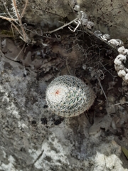 Mammillaria chionocephala