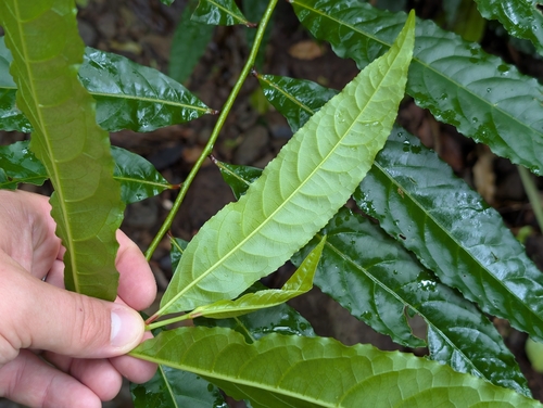 Elaeocarpus angustifolius, photograph 5