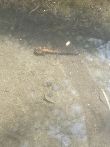 Fire Salamander