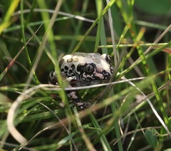 Kassina senegalensis