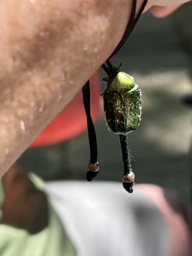 European Rose Chafer