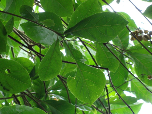 Image of Juanulloa mexicana by (c) Alexis López Hernández, some rights reserved (CC BY)