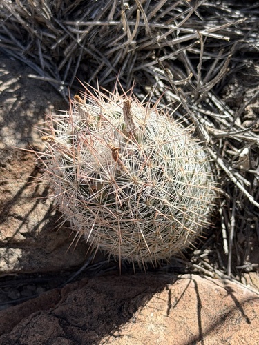 Escobaria tuberculosa varicolor