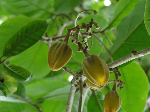 Image of Juanulloa mexicana by (c) Alexis López Hernández, some rights reserved (CC BY)