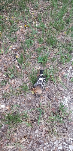 Common Hoopoe
